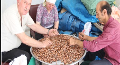 ARHAVİ’DE FINDIK HASADI BAŞLADI